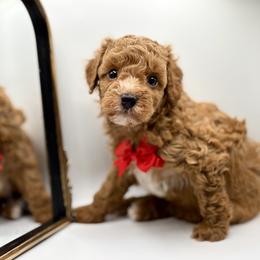 Beau - Red  male Poodle puppy in Munster, Indiana from Miranda’s Sunshine Poodles and Doodles