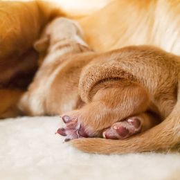 Golden Retriever Puppies from Margaret Tatur's Golden Retrievers