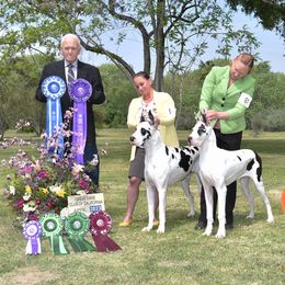 Great Dane All Grown Up from GEM Danes