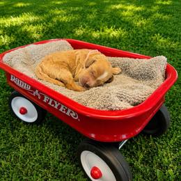 Rayne - Red  female Goldendoodle puppy in Boise, Idaho from Goldendoodle Baby