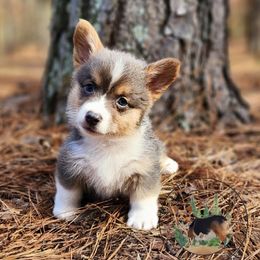 Binx - Gray and white male American Corgi puppy in Cameron, North Carolina from Butts Family Corgis