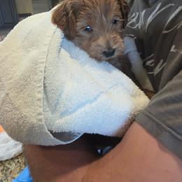 River - Parti female Goldendoodle puppy in Layton, Utah from Lauralyn's Goldendoodles