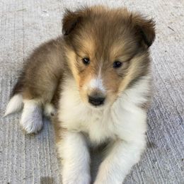 Collies from Tyler Brook Farm