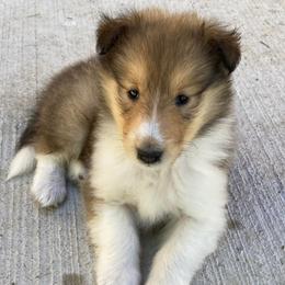 Collies from Tyler Brook Farm