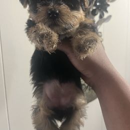 Nova - Black and tan female Yorkipoo puppy in Gastonia, North Carolina from Precious pups dynasty kennel