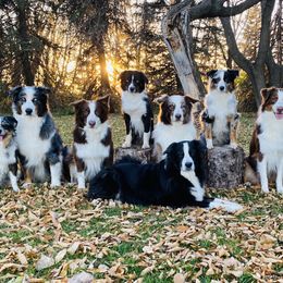 Australian Shepherds and Miniature American Shepherds from Whispering Valley Miniature American Shepherds and Australian Shepherds
