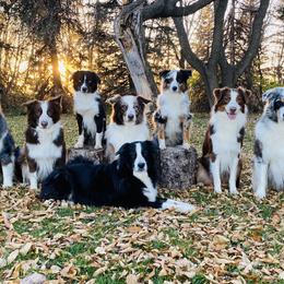 Australian Shepherds and Miniature American Shepherds from Whispering Valley Miniature American Shepherds and Australian Shepherds