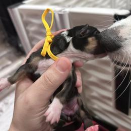 Yellow collar - Black and tan female American Corgi puppy in Flat Rock, Alabama from Fluffy Butt Acres