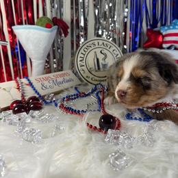Sangria - Red merle female Australian Shepherd puppy in Fredericksburg, Virginia from Cooper Ridge Aussies