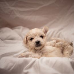 Depeche - White female Morkie puppy in Waldron, Arkansas from Kay’s Cutie Poos