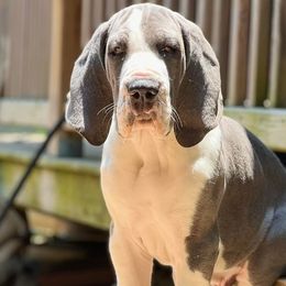 Great Danes from Mable Danes