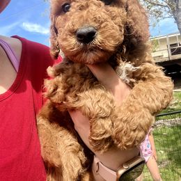 Goldendoodle Puppies from Life_on. Paws