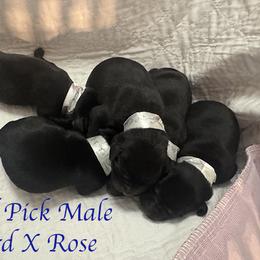 Second Pick Male - Black male Labrador Retriever puppy in Greater Houston Area, Texas from Coram Deo Retrievers