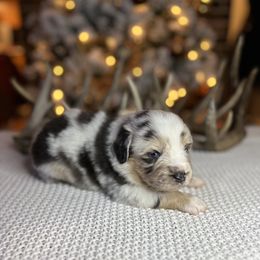 Miniature Australian Shepherd Puppies from Quartz Creek Aussies