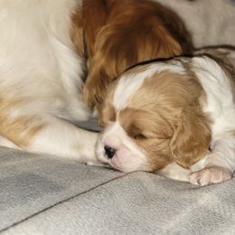 Auggie - Blenheim Cavalier King Charles Spaniel puppy in Lake Village, Indiana from Courtney's Cavaliers