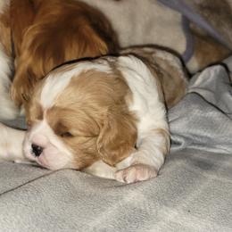 Auggie - Blenheim Cavalier King Charles Spaniel puppy in Lake Village, Indiana from Courtney's Cavaliers