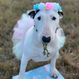 Bull Terrier All Grown Up from Weekley Bull Terriers