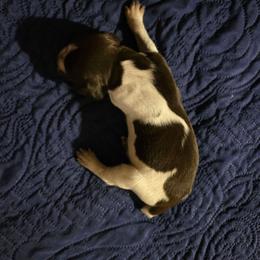 B9Y 1 - Liver roan male German Shorthaired Pointer puppy in Banning, California from ⭐🦆 So Cal on Point GSP'S🇺🇲🇩🇪 lg