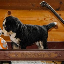Barriss - Tri-color female Bernedoodle puppy in Springfield, Missouri from Doodle Dandy Bernedoodles