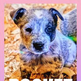 Rocket - Blue mottled female Australian Cattle Dog puppy in Fife Lake, Michigan from Kurczak Farm LLC