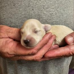 Olive Orange Collar Male - Cream male Dachshund puppy in Trade, Tennessee from TN Miniature Dachshunds & Basset Hounds