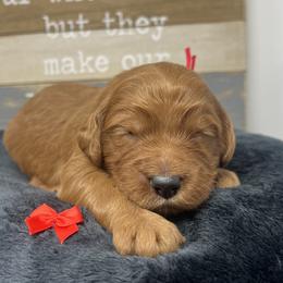 Aspen's Red Male - Apricot male Goldendoodle puppy in Great Falls, Montana from Montana Goldendoodles