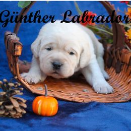 Labrador Retriever Puppies from Günther Labradors