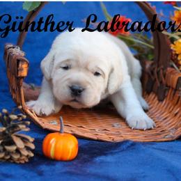 Labrador Retriever Puppies from Günther Labradors