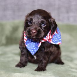 Paddington - Chocolate male Australian Labradoodle puppy in Calhoun, Louisiana from Arrowhead Australian Labradoodles