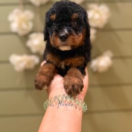 Chestnut - Phantom male Bernedoodle puppy in Ocala, Florida from Bernedoodles of Florida