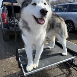Alaskan Malamutes and Yakutian Laikas from Equinox Kennels