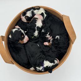 Bernedoodle Puppies from Bern'N Love Doodles