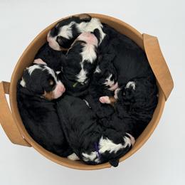 Bernedoodle Puppies from Bern'N Love Doodles