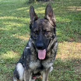 Cletus  - German Shepherd