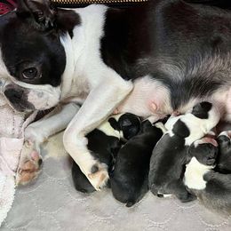 Boy 1 - Black and white male Boston Terrier puppy in North Central, Vermont from Windy Valley’s Bostons