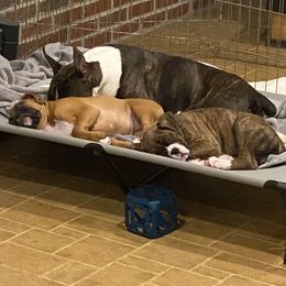 Boxer Puppies from Fineview Boxers