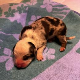 Chevy - Blue merle male Australian Shepherd puppy in Bennett, Colorado from Alolan Angel Aussies