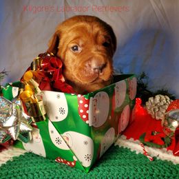 Labrador Retriever Puppies from Kilgore’s Labrador Retrievers