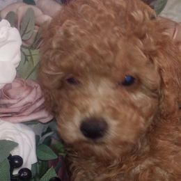 Poodles from Eden's Acre