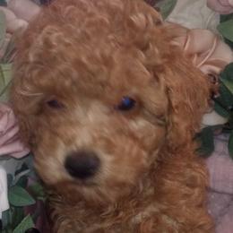 Poodles from Eden's Acre