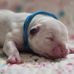 Girl 5 - White female American Bulldog puppy in Three Rivers, Michigan from Jemms Kennels