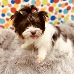 Nellie - Yorkshire Terrier