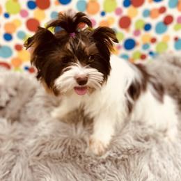 Nellie - Yorkshire Terrier