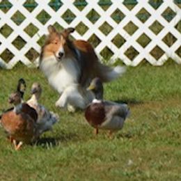 Shetland Sheepdogs from ELBERETH