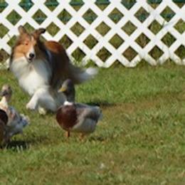 Shetland Sheepdogs from ELBERETH