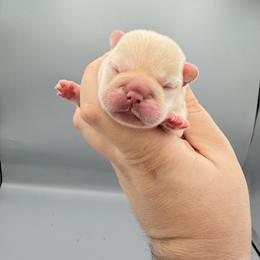 Hermione - Cream female French Bulldog puppy in Largo, Florida from Infinity Frenchies