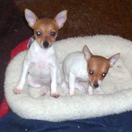 Teddy Roosevelt Terrier and Toy Fox Terrier Puppies from LoupGarou Terriers