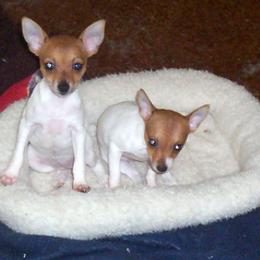 Teddy Roosevelt Terrier and Toy Fox Terrier Puppies from LoupGarou Terriers