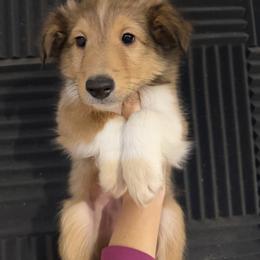Boy 4 - Sable and white male Shetland Sheepdog puppy in Canton, Texas from 2kg Shelties