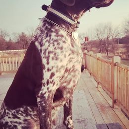 German Shorthaired Pointers from Magnolia Farm and Kennel